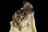 Citrine Quartz Crystal Cluster - Lwena, Congo #128417-4